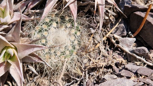 Parodia nivosa