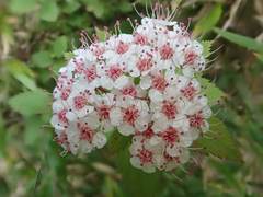 Spiraea hayatana