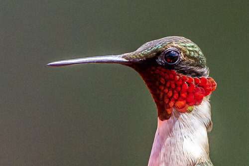 Ruby-throated Hummingbird photographed in Virginia