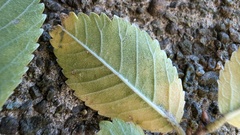 Erysiphe parvifoliae
