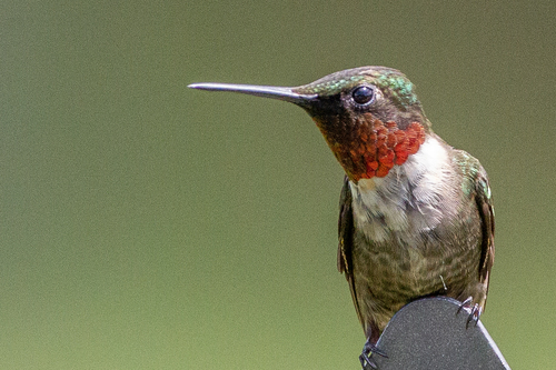 Ruby-throated Hummingbird, photo 8 of 10