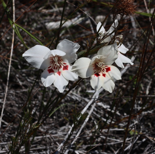 Image of Gladiolus debilis by (c) Tony Rebelo, some rights reserved (CC BY-SA)