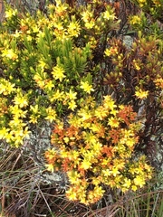 Hypericum juniperinum