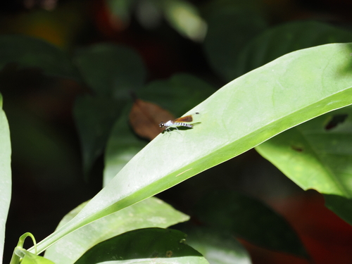 Pachycypha aurea