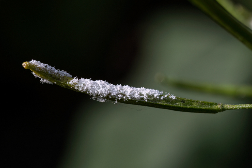 Hyaloperonospora cheiranthi