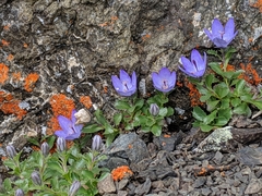 Campanula piperi