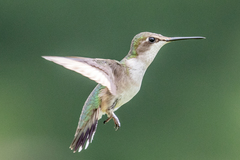 Ruby-Throated Hummingbird photo 3