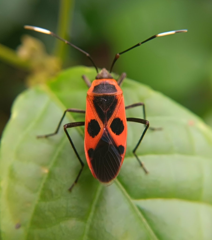 Physopelta roseni