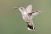 Swifts and Hummingbirds - Photo (c) bwood708, some rights reserved (CC BY-NC), uploaded by bwood708