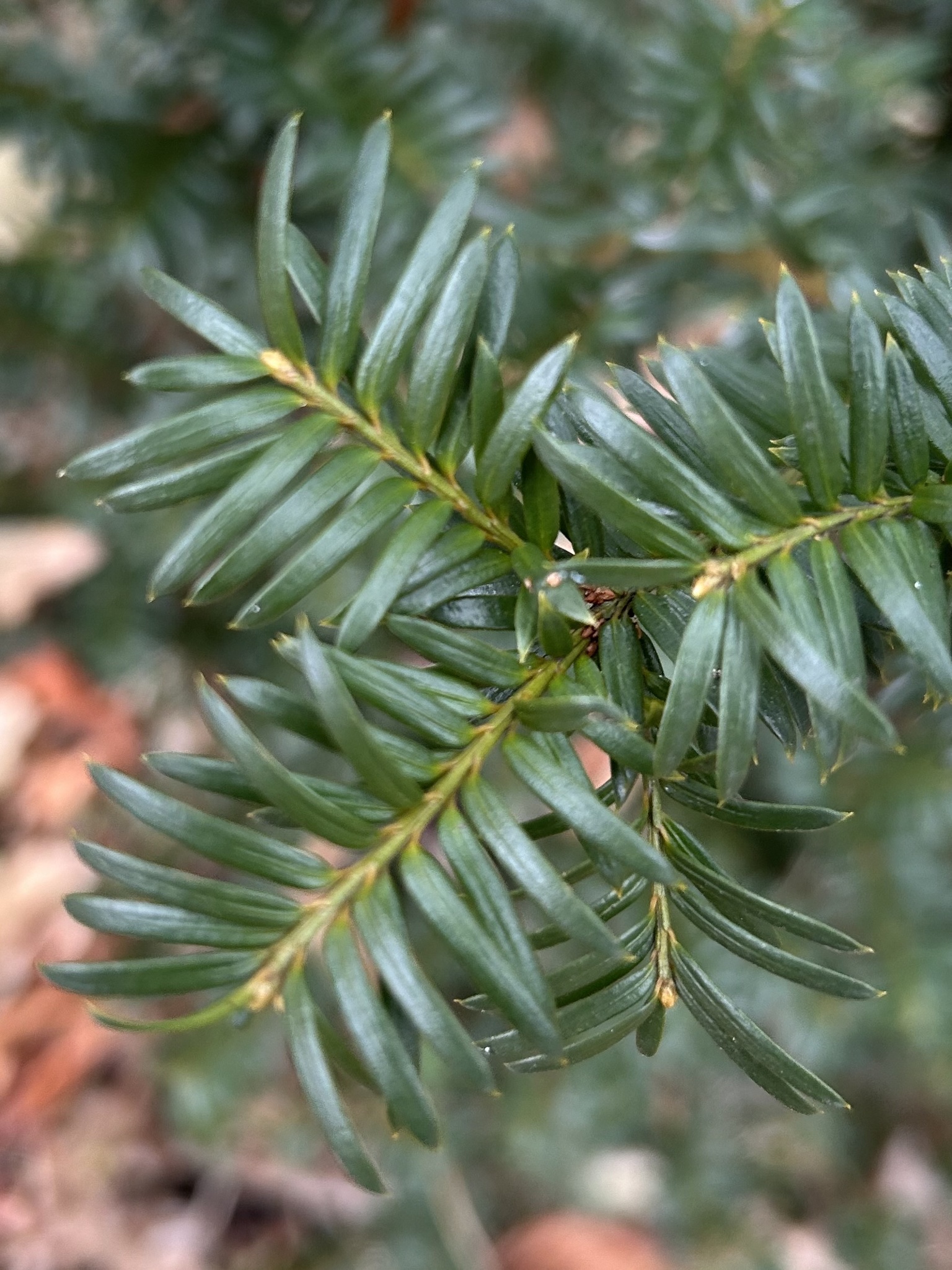 Taxus X media