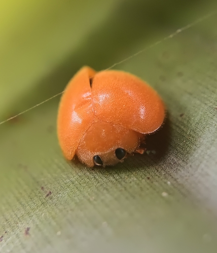 Novius pumilus