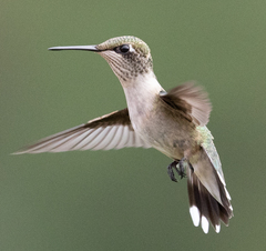 Ruby-Throated Hummingbird photo 4