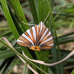 Pityeja histrionaria