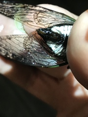 Neotibicen lyricen engelhardti