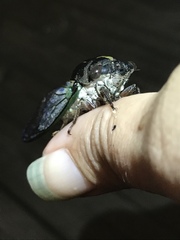 Neotibicen lyricen engelhardti