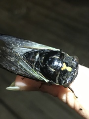 Neotibicen lyricen engelhardti