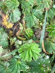Alchemilla orbiculata