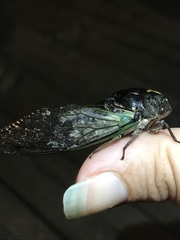 Neotibicen lyricen engelhardti