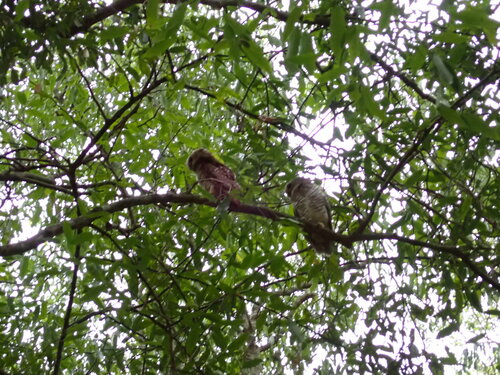 White-browed Owl (Athene superciliaris), photo 2