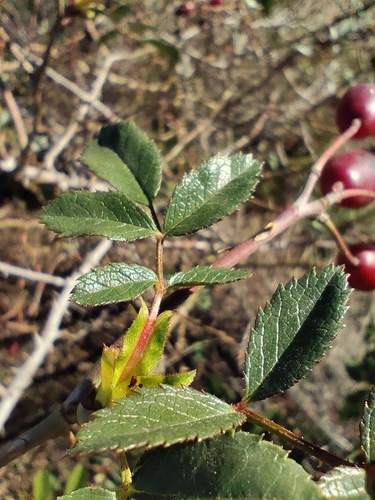 Glandular dog-rose (Rosa squarrosa)