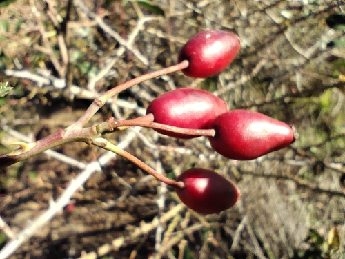 Image of Rosa squarrosa by (c) Santiago Martín-Bravo, some rights reserved (CC BY)