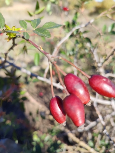 Rosa squarrosa, photograph 2