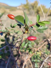 Rosa squarrosa, photograph (c) Santiago Martín-Bravo, some rights reserved (CC BY)