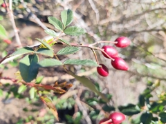 Rosa squarrosa, photograph (c) Santiago Martín-Bravo, some rights reserved (CC BY)