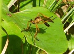 Diogmites discolor