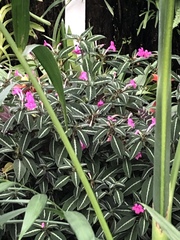 Ruellia makoyana