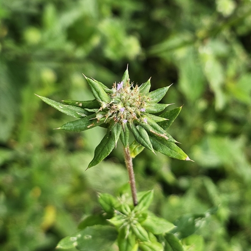 Dogwoodleaf (Spiracantha cornifolia)