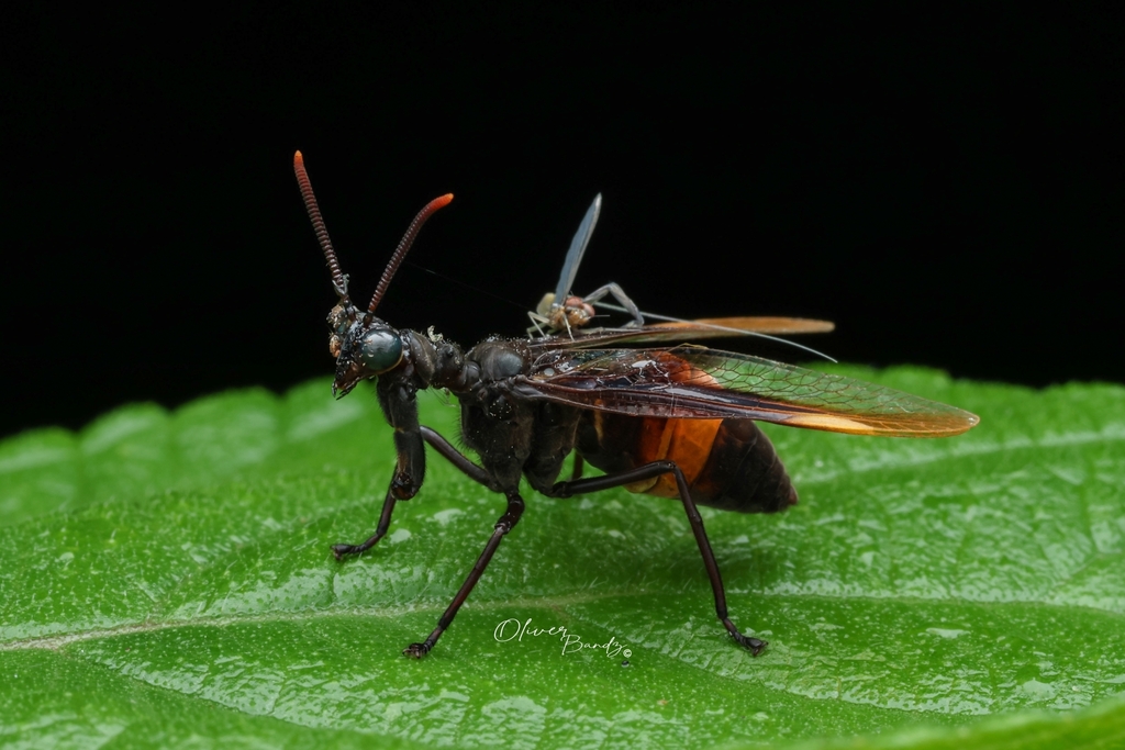 Euclimacia rufocincta