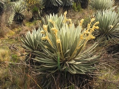 Espeletia grandiflora