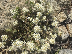 Leptosiphon nuttallii