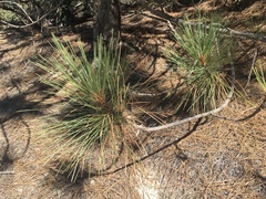 Pinus coulteri