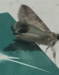 Melipotis acontioides