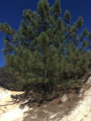 Pinus coulteri