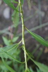Persicaria robustior