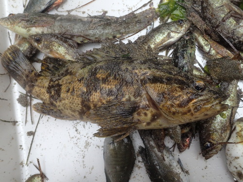 Oblong rockfish (Sebastes oblongus) — Sebastidae — 3