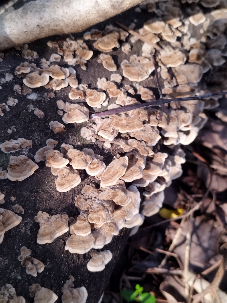 Cerrena unicolor · May 2024 · photo: © seba_fornes (iNaturalist, cc-by)