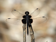 Neurothemis oligoneura