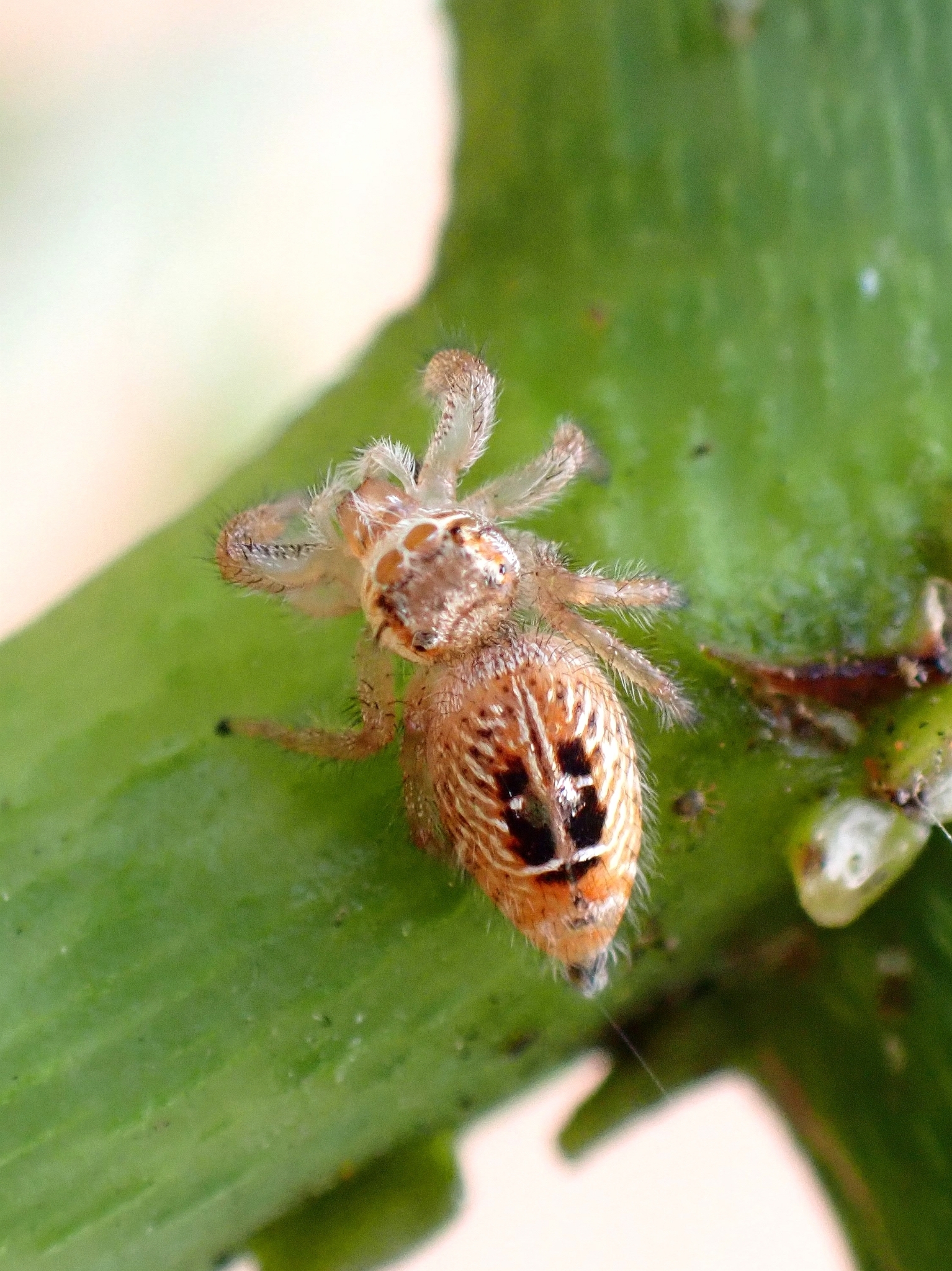 Thyene imperialis
