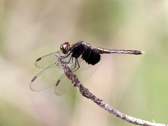 Neurothemis oligoneura