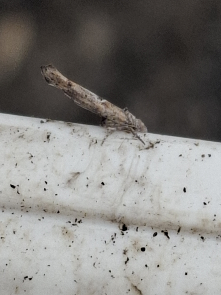 olive ermine
