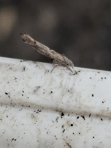 olive ermine