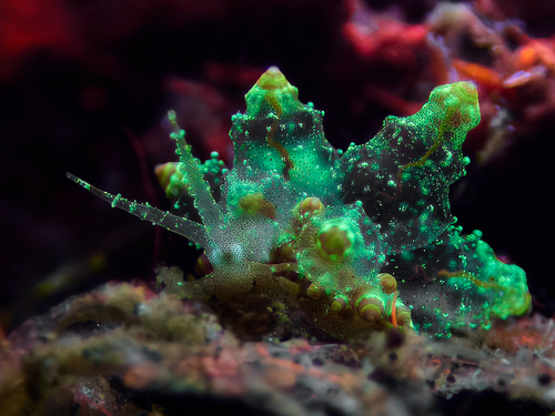 Mandapam eubranchus — seen at this dive site