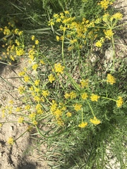 Lomatium triternatum