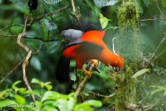 Andean Cock-Of-The-Rock photo 3