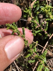Ceanothus hearstiorum