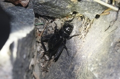 Gryllus saxatilis
